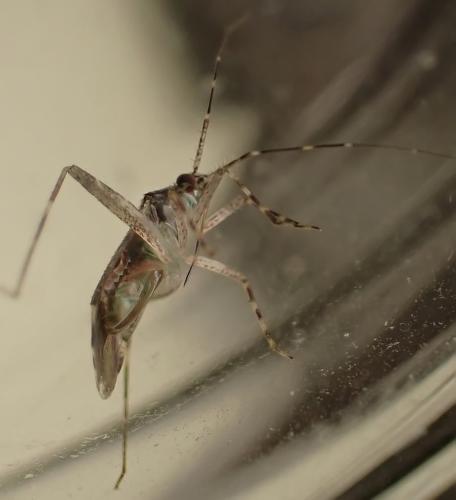 Phytocoris sp.